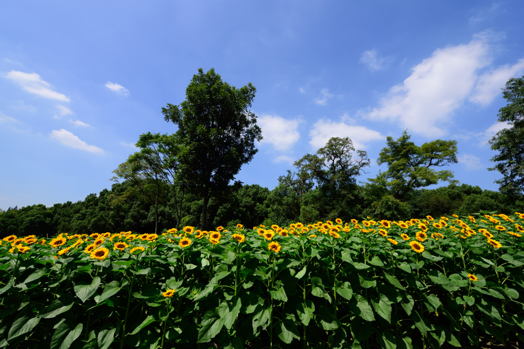ヒマワリ畑