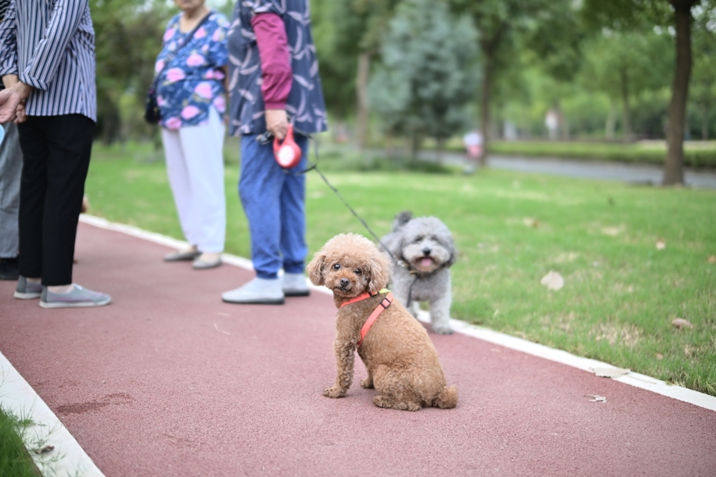 犬の散歩と井戸端会議