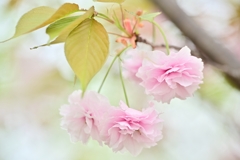 八重桜