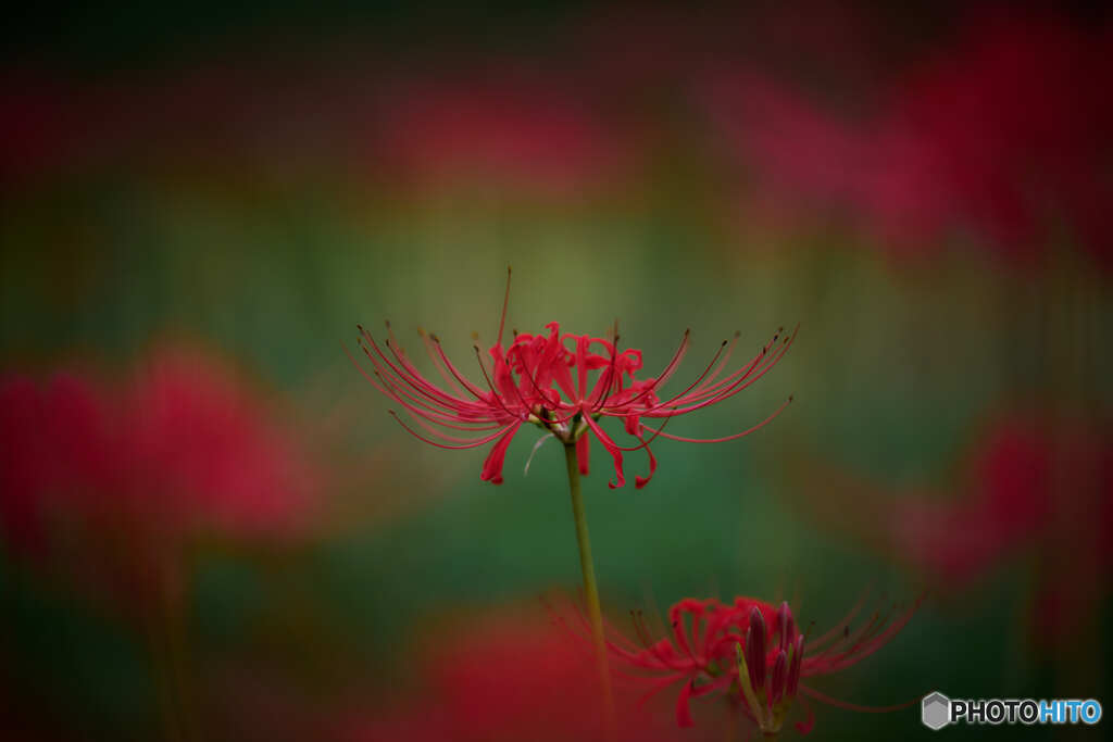 彼岸花