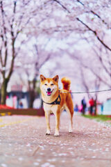 柴犬と桜
