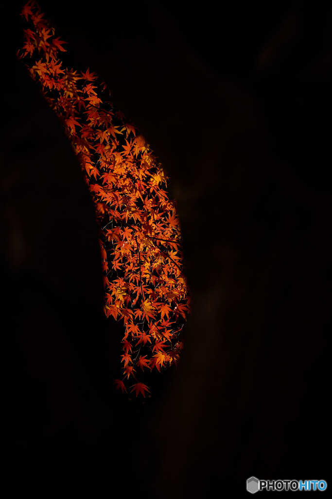 紅葉