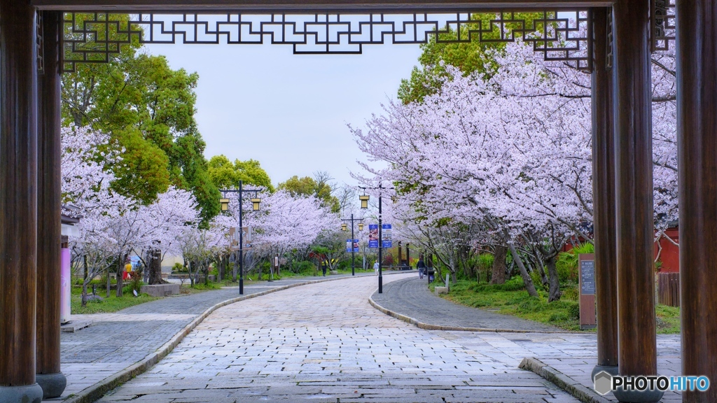 サクラ街道