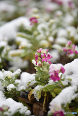 雪下の花