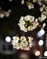 夜桜