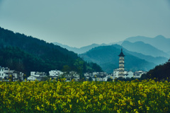 菜の花と一つの塔