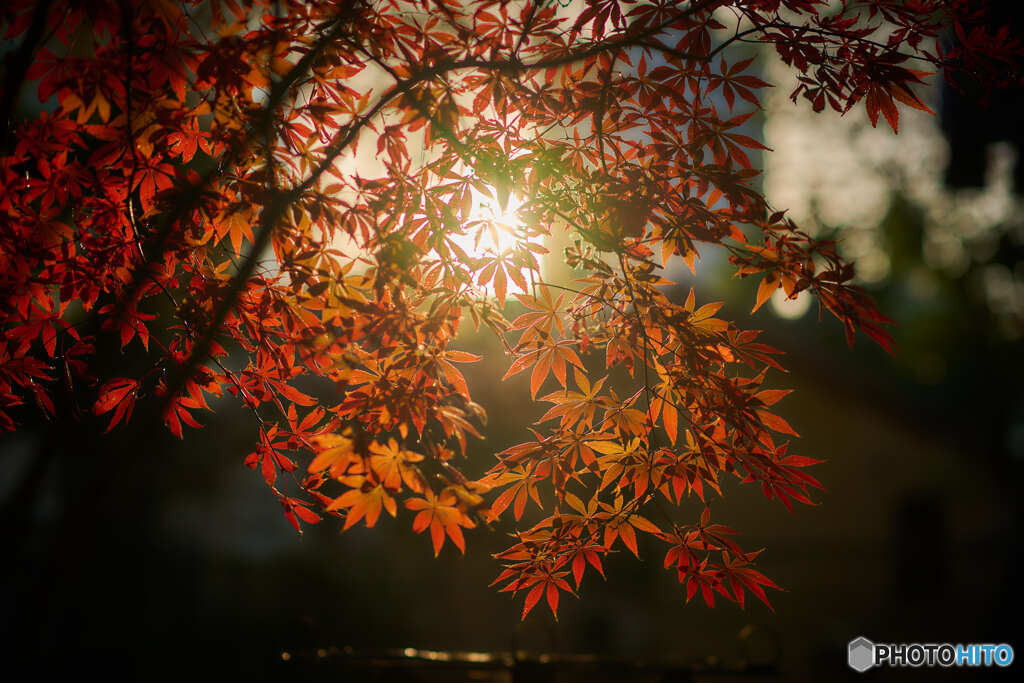 紅葉