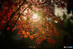 紅葉