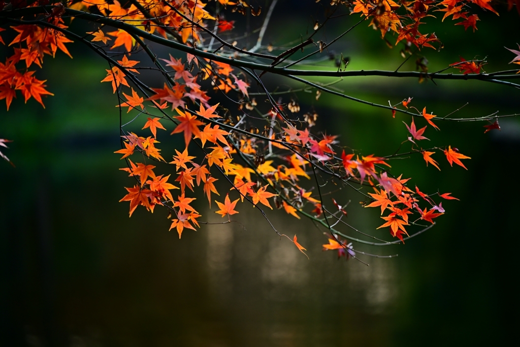 紅葉