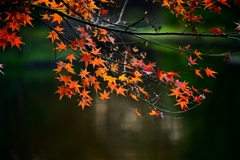 紅葉