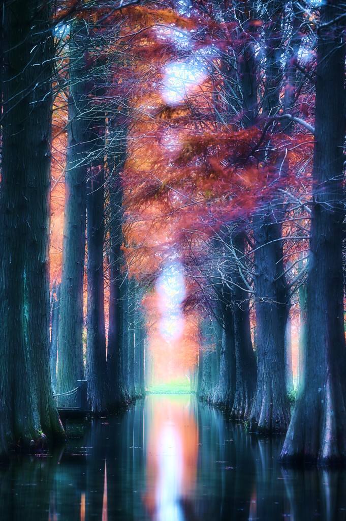 水杉の森