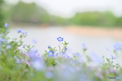 ネモフィラ
