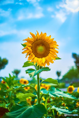 夏の知らせ