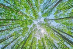 新緑の森を見上げて