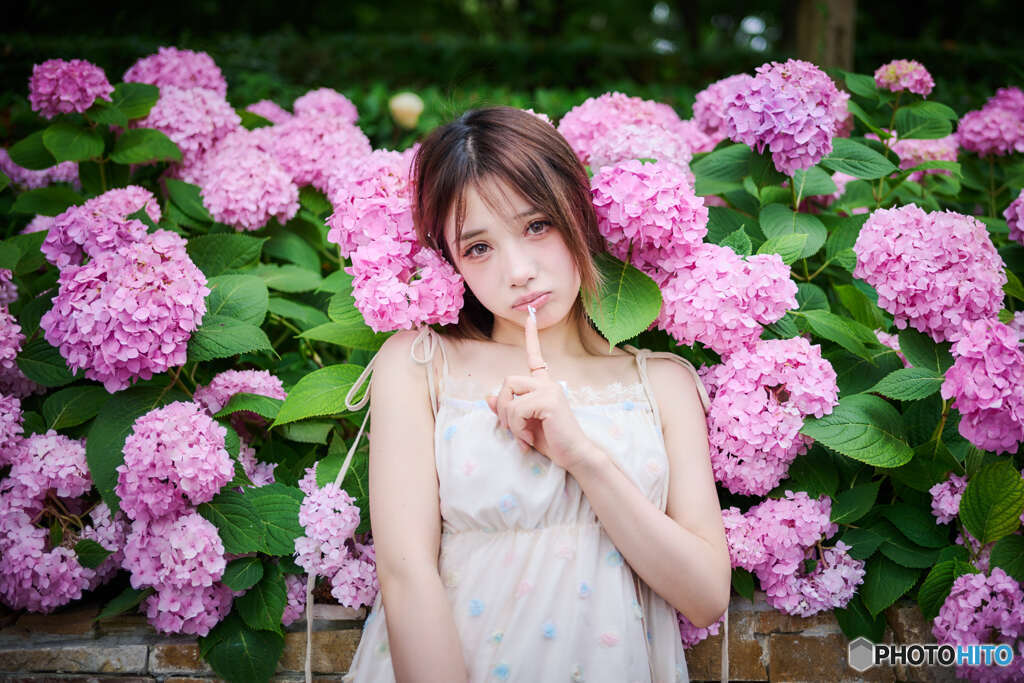 アジサイの季節