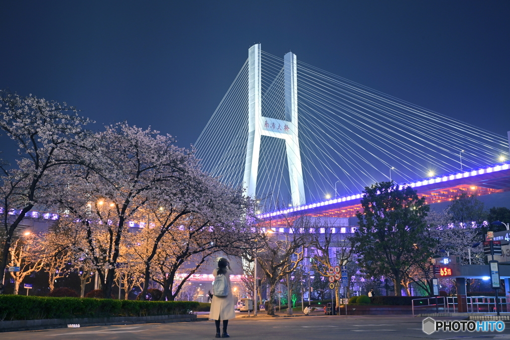 大橋と夜桜とフォトグラファー