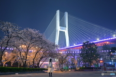 大橋と夜桜とフォトグラファー