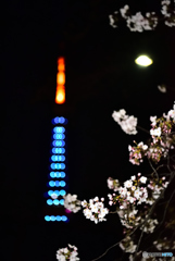 東京タワーと夜桜
