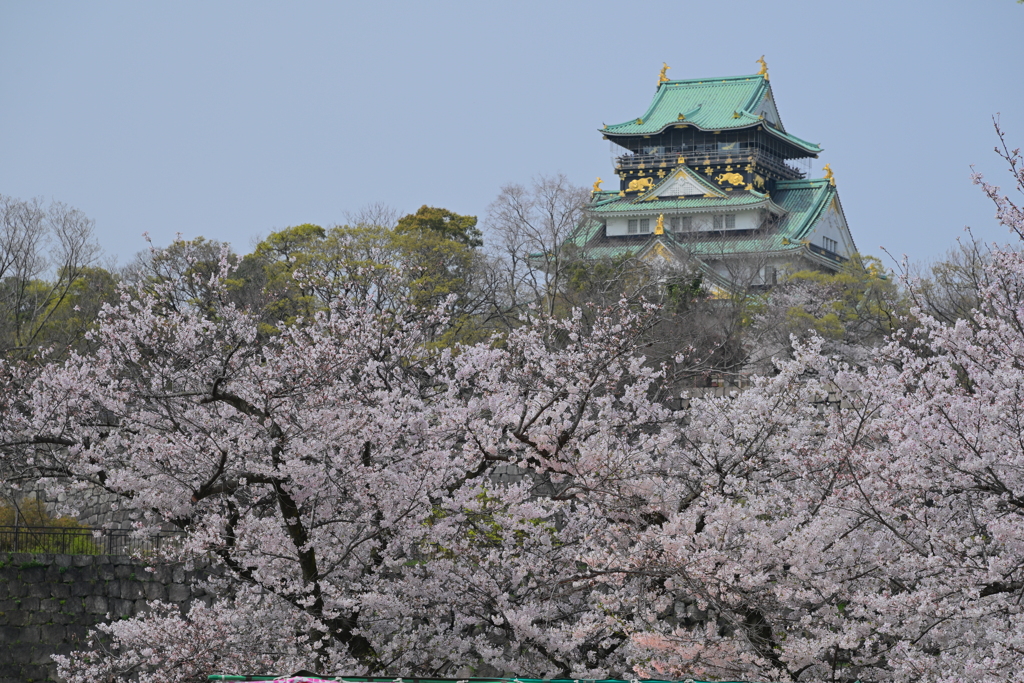 満開の桜と大阪城