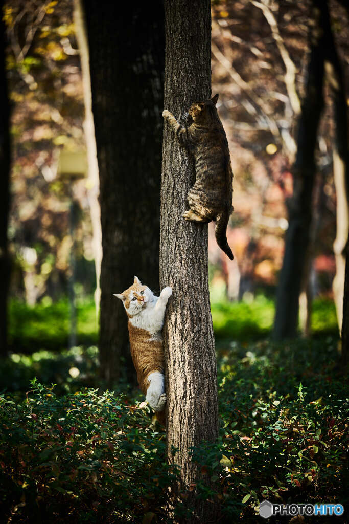 猫のじゃれ合い