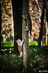 猫のじゃれ合い