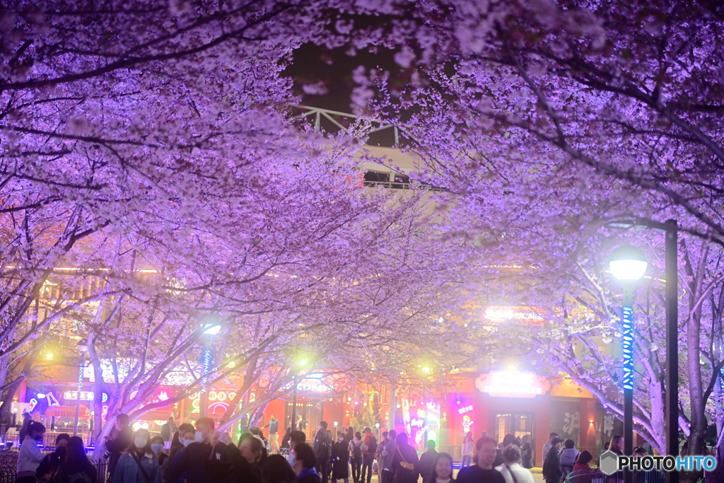夜桜鑑賞