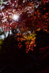 紅葉は初冬の風物詩?