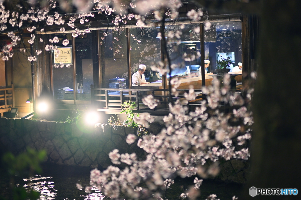 京都祇園白川の桜