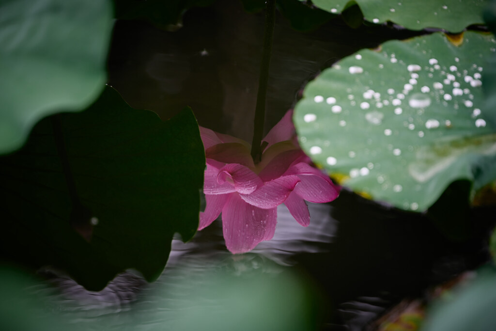 葉の間から顔を出すハスの花