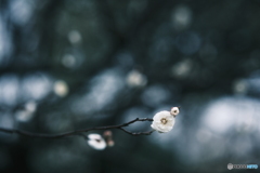 春はそこまで