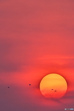 今日の夕日