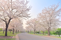 桜並木