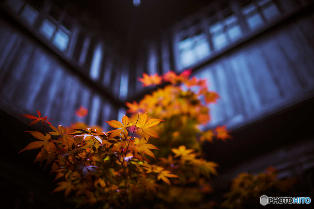 春の紅葉