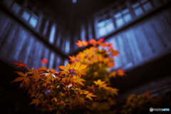 春の紅葉