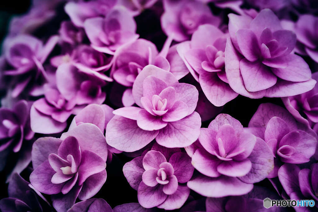 紫陽花