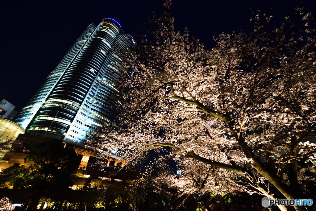 六本木ヒルズと桜