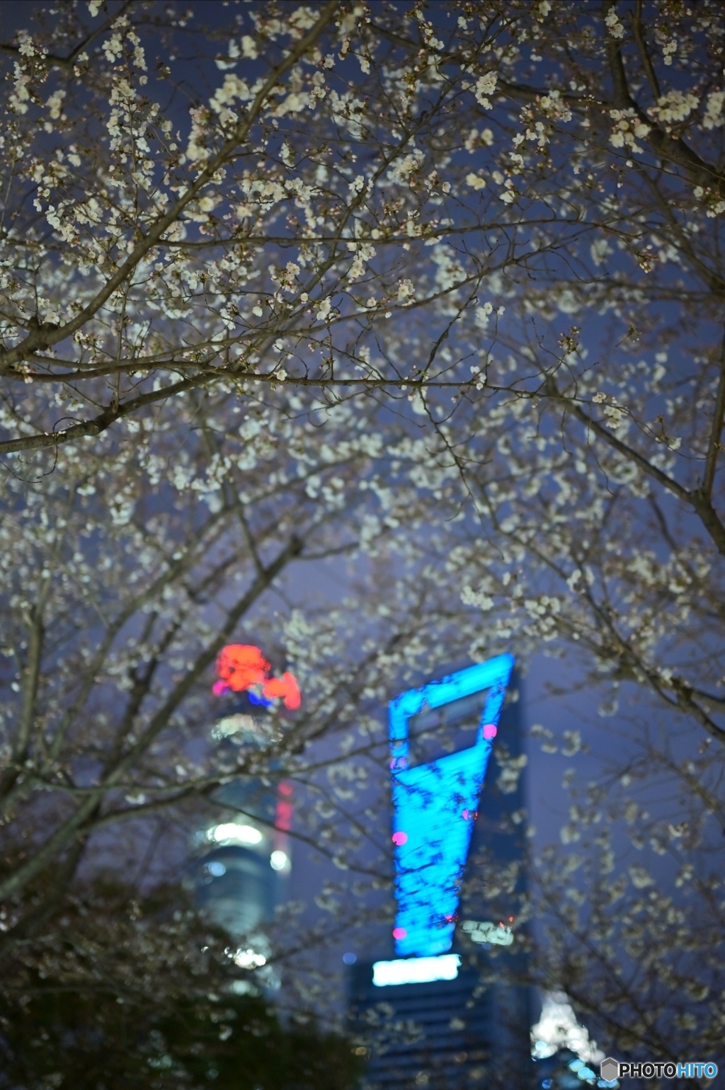 夜桜