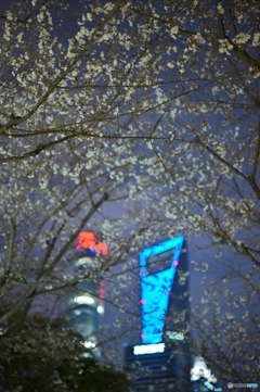 夜桜