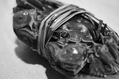 上海ガニの季節