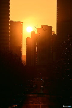 夕方の空を飛ぶハトの群れ