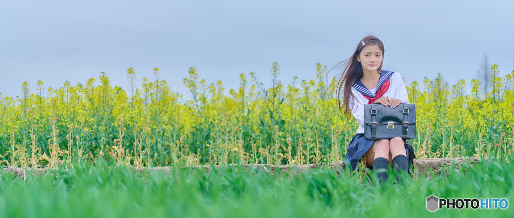 菜の花畑で