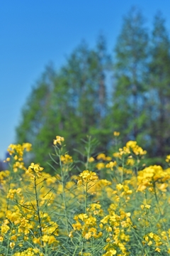 菜の花