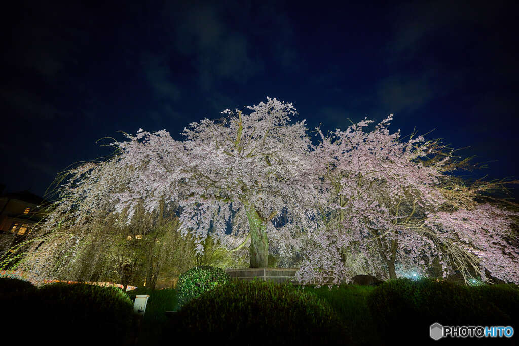 円山公園の桜