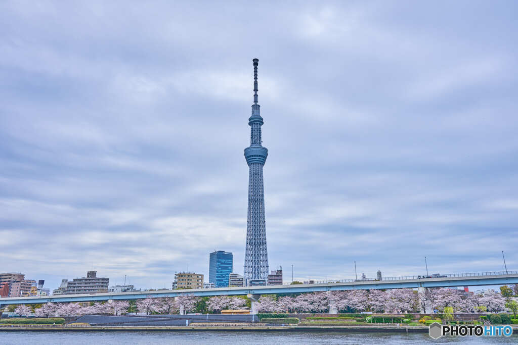 スカイツリーとサクラ