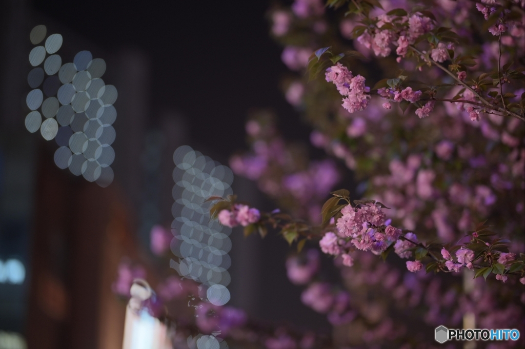 夜桜