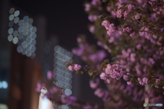 夜桜
