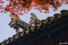 古都の紅葉