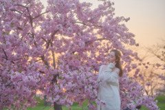 満開の桜と日暮れ
