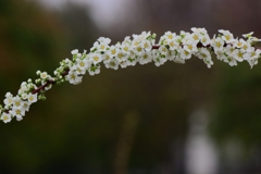 花のアーチ