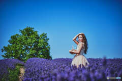 Lavender